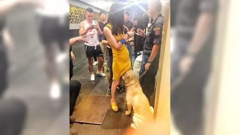 警犬狂聞短裙妹兩腿間 網笑炸:有人走私海鮮?