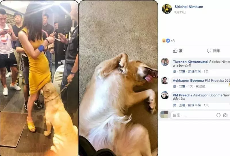 警犬狂聞短裙妹兩腿間 網笑炸:有人走私海鮮?