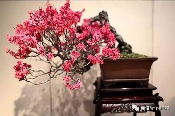 欣賞盆景可不是一件簡單的事!