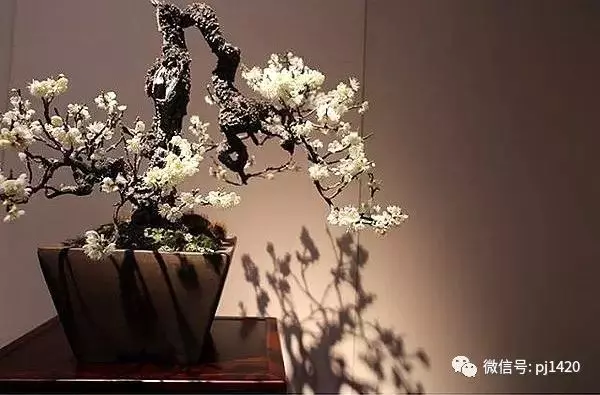 欣賞盆景可不是一件簡單的事!