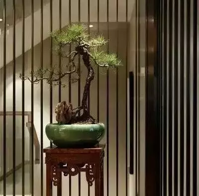 欣賞盆景可不是一件簡單的事!