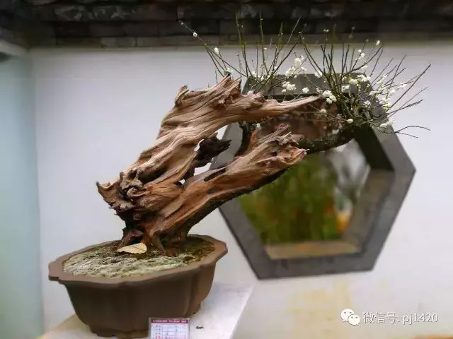 欣賞盆景可不是一件簡單的事!