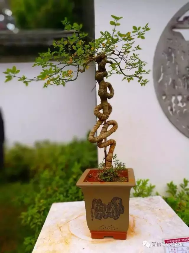 欣賞盆景可不是一件簡單的事!