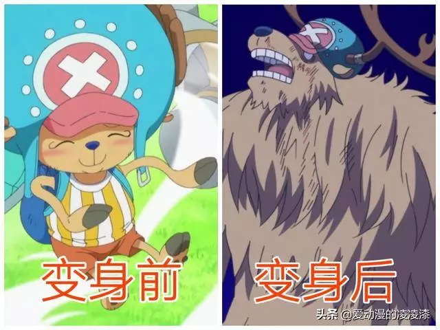 動物系能力者變身前後對比,喬巴形態最多,而他變身後實力超大將