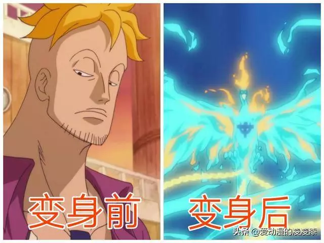 動物系能力者變身前後對比,喬巴形態最多,而他變身後實力超大將