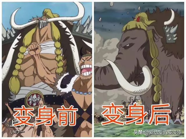 動物系能力者變身前後對比,喬巴形態最多,而他變身後實力超大將