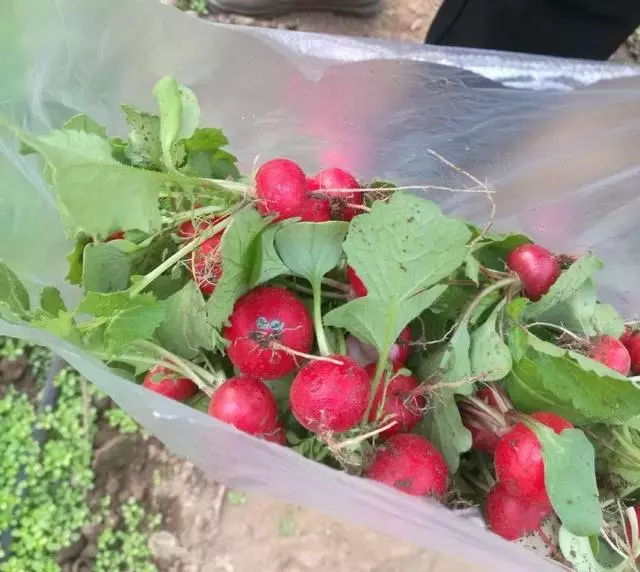 奶奶在陽台種盆它,2天冒芽,30天收穫一籃子小蘿蔔!