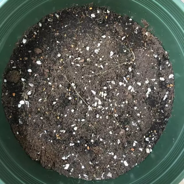 奶奶在陽台種盆它,2天冒芽,30天收穫一籃子小蘿蔔!