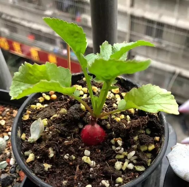 奶奶在陽台種盆它,2天冒芽,30天收穫一籃子小蘿蔔!