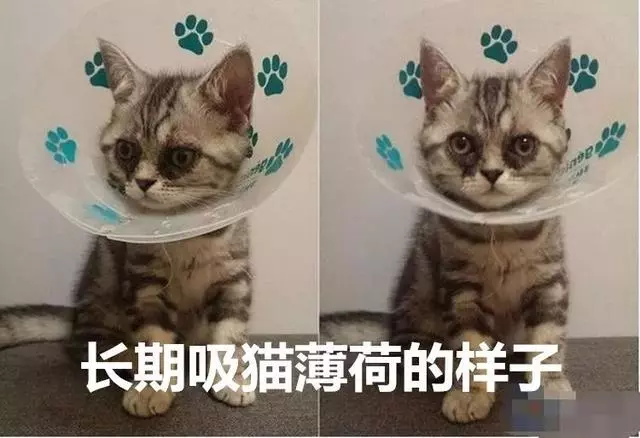 貓咪吸起毒來六親不認,我要這廢貓有何用