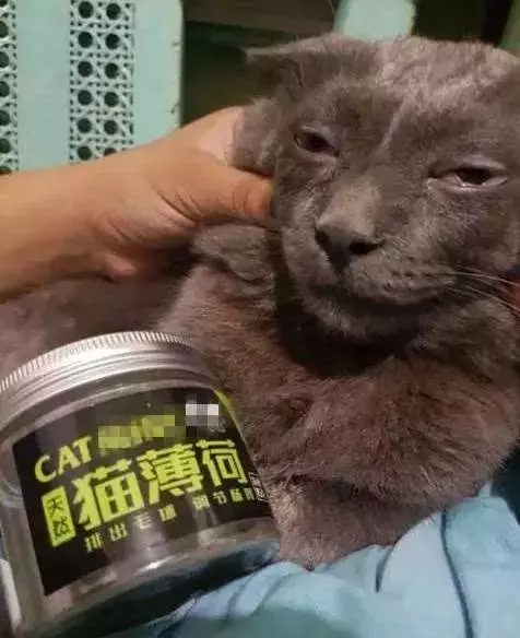 貓咪吸起毒來六親不認,我要這廢貓有何用
