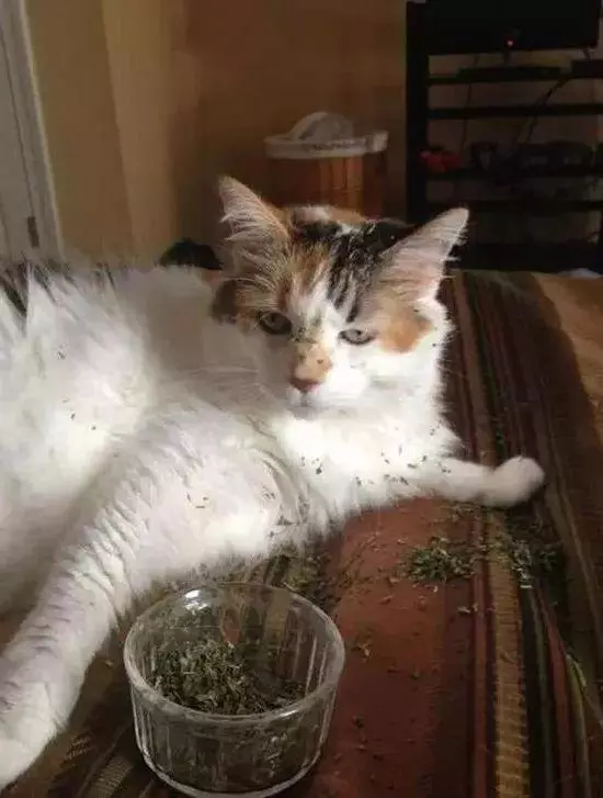 貓咪吸起毒來六親不認,我要這廢貓有何用