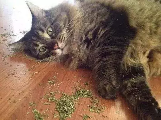 貓咪吸起毒來六親不認,我要這廢貓有何用