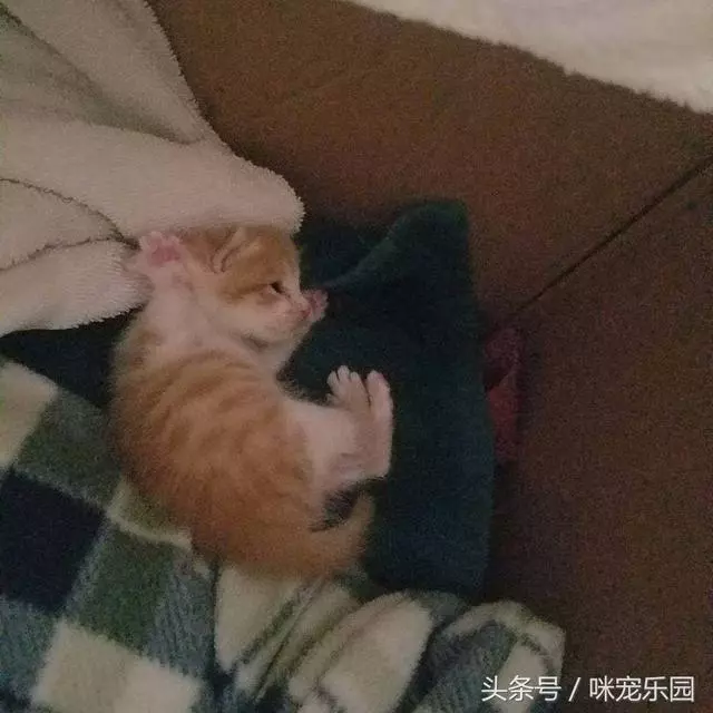 流浪小橘貓被捕獲,要麼被處死要麼被領養,小姐姐幫它活成治癒系