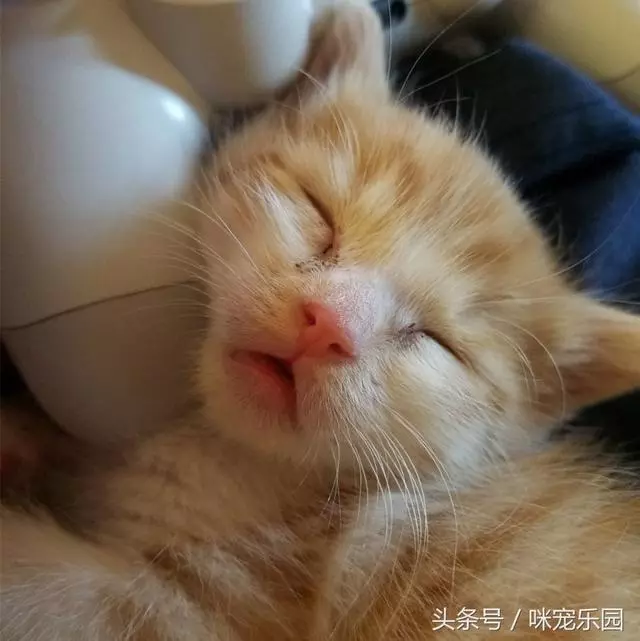 流浪小橘貓被捕獲,要麼被處死要麼被領養,小姐姐幫它活成治癒系