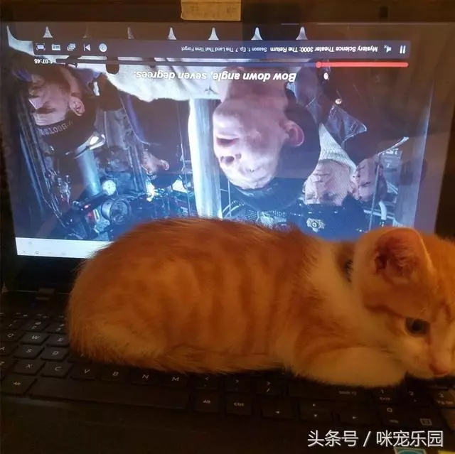 流浪小橘貓被捕獲,要麼被處死要麼被領養,小姐姐幫它活成治癒系