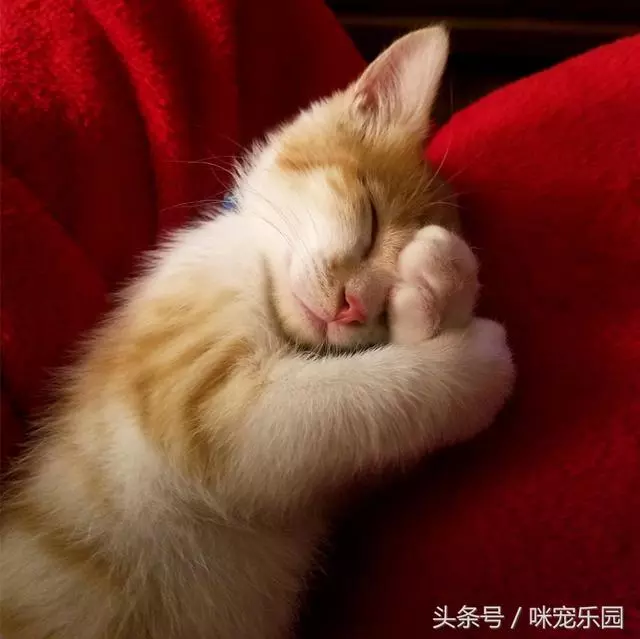 流浪小橘貓被捕獲,要麼被處死要麼被領養,小姐姐幫它活成治癒系