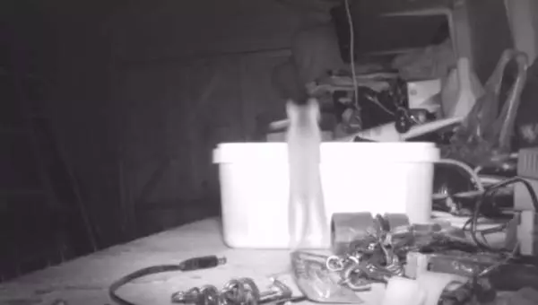 雜亂工作檯神奇變乾淨 , 竟是潔癖鼠狂掃2小時 !
