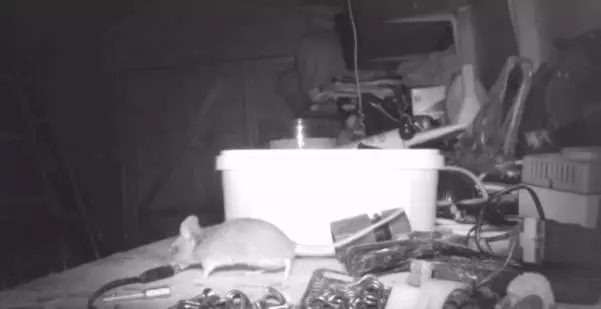雜亂工作檯神奇變乾淨 , 竟是潔癖鼠狂掃2小時 !