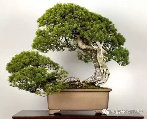 盆景竟能賣出一億元,令人震撼!