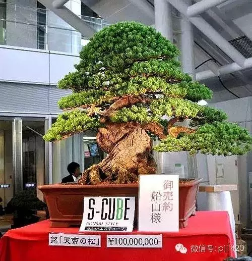 盆景竟能賣出一億元,令人震撼!