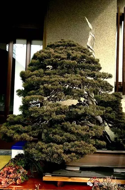 盆景竟能賣出一億元,令人震撼!