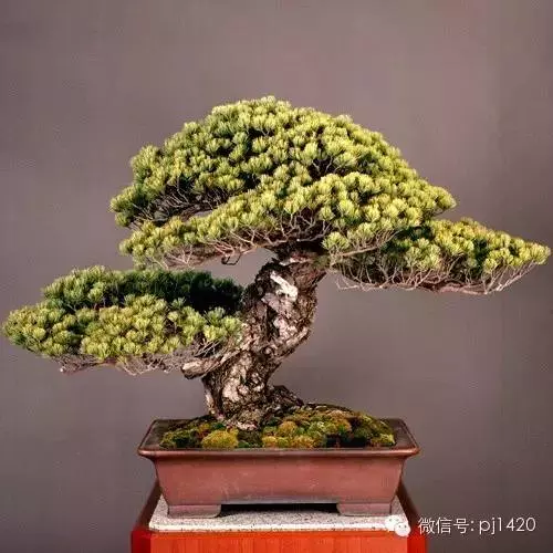 盆景竟能賣出一億元,令人震撼!