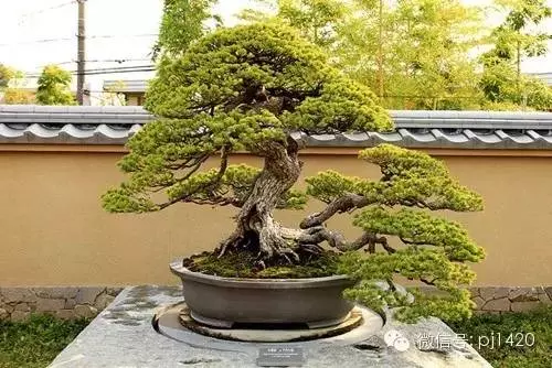 盆景竟能賣出一億元,令人震撼!