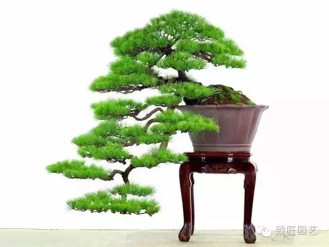盆景造型基礎:盆景造形技法二十四秘訣