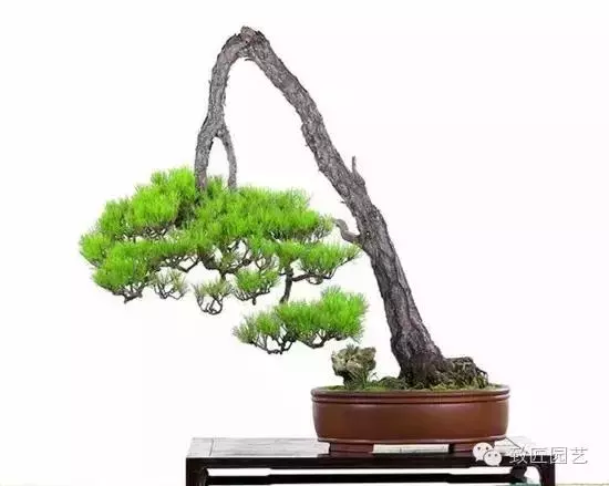 盆景造型基礎:盆景造形技法二十四秘訣