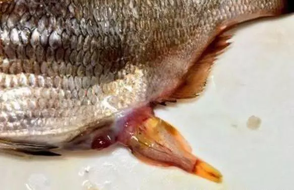 男子買了魚回家,妻子突然說不對勁,剖開魚肚子後高興壞了