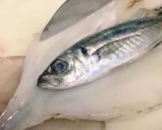 男子買了魚回家,妻子突然說不對勁,剖開魚肚子後高興壞了