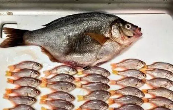 男子買了魚回家,妻子突然說不對勁,剖開魚肚子後高興壞了