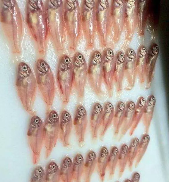 男子買了魚回家,妻子突然說不對勁,剖開魚肚子後高興壞了