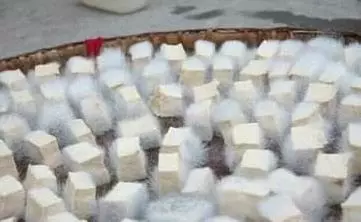 一滴油也不加的「豆腐乳」,做出的味道竟然入味下飯。原來阿嬤只是加了一點「大麯」