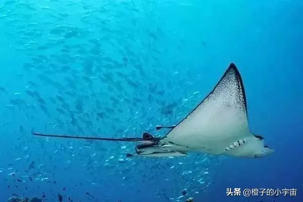 上帝的水族箱,世界七大海底奇觀之首