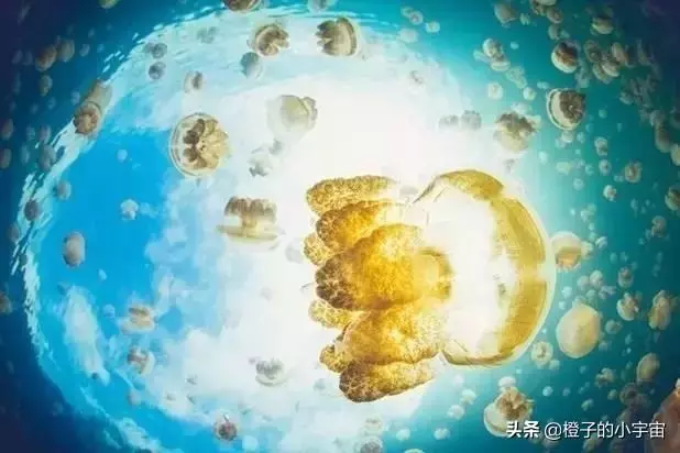 上帝的水族箱,世界七大海底奇觀之首