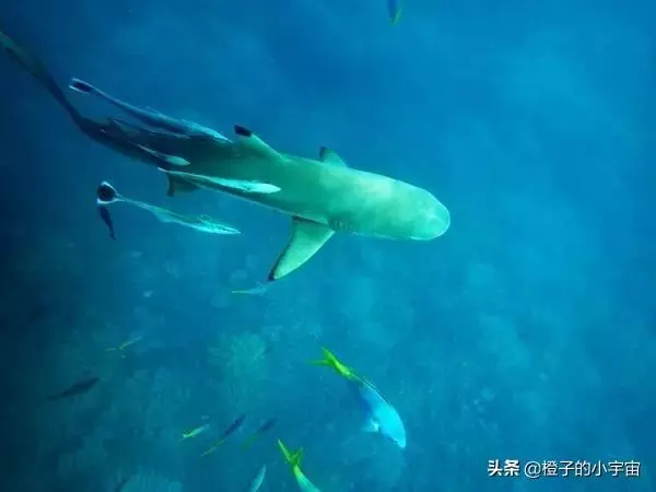 上帝的水族箱,世界七大海底奇觀之首