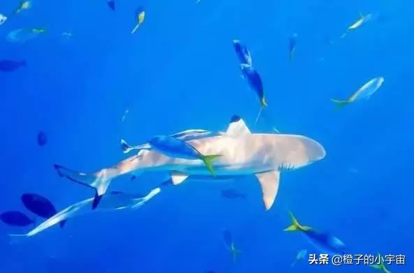 上帝的水族箱,世界七大海底奇觀之首