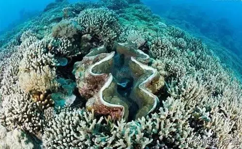 上帝的水族箱,世界七大海底奇觀之首
