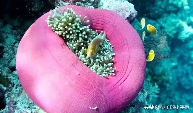 上帝的水族箱,世界七大海底奇觀之首