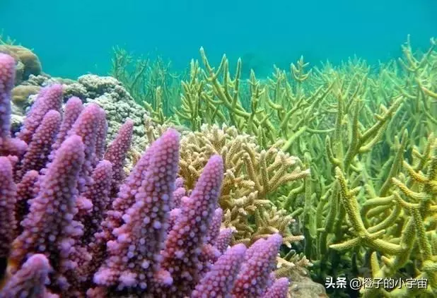 上帝的水族箱,世界七大海底奇觀之首