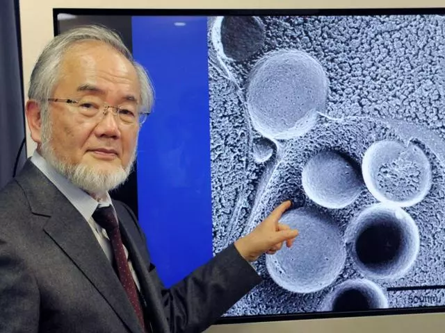 諾貝爾得主發現「餓肚子」比較健康 細胞會「自己吃自己」身體變超乾淨!