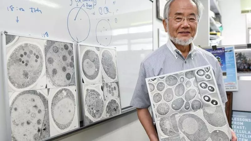 諾貝爾得主發現「餓肚子」比較健康 細胞會「自己吃自己」身體變超乾淨!