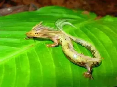 科學家發現疑似龍形的生物,可10年不進食,真有龍這種動物嗎?