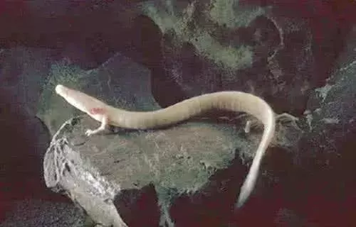 科學家發現疑似龍形的生物,可10年不進食,真有龍這種動物嗎?