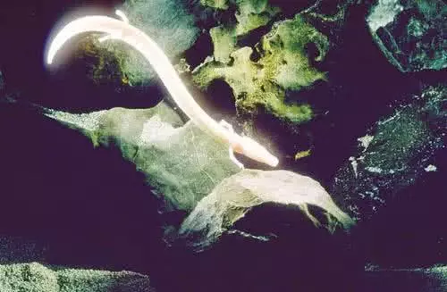 科學家發現疑似龍形的生物,可10年不進食,真有龍這種動物嗎?