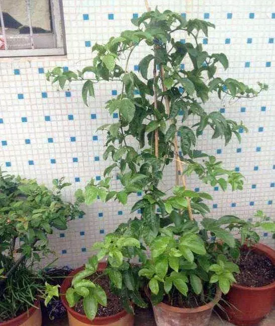 只需一個小方法,教你這樣做,十五天就掛果了。