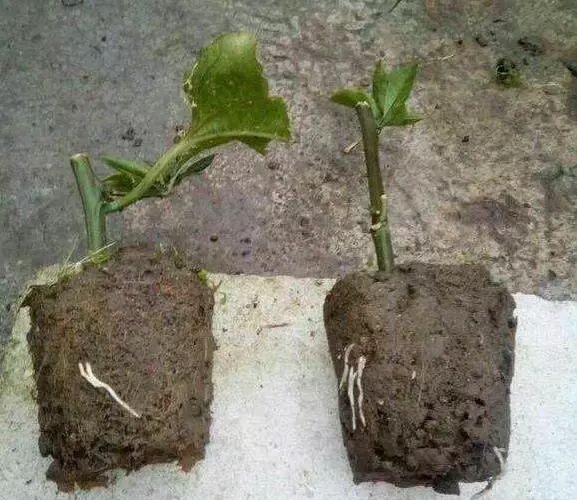 只需一個小方法,教你這樣做,十五天就掛果了。