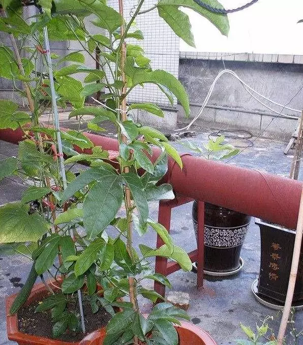 只需一個小方法,教你這樣做,十五天就掛果了。